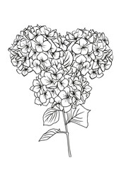 Contour drawing of a hydrangea branch. Vector isolated clipart.