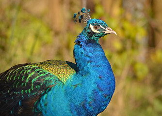 Fototapeta premium Portrait of a peacock with a muted background.
