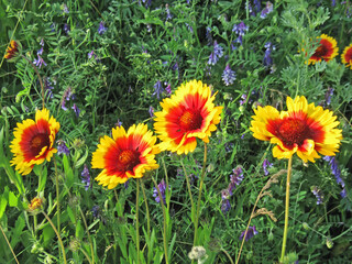 Fototapeta premium Sisters.Composition 1.