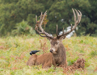 Red Deer Stag