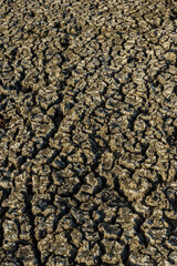 Dry and cracked ground caused by drought in Paraiba, Brazil. Climate change and water crisis.