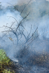 Forest burning. Fire and burnt trees in the Brazilian Atlantic Forest. Santa Rita, Paraiba, Brazil.