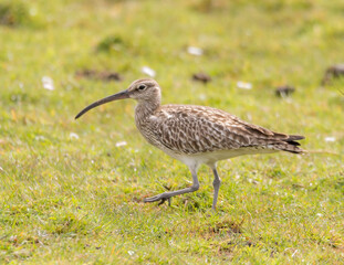 Whimbrel