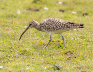 Whimbrel