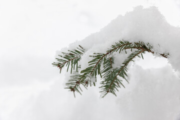 Schneebedeckte Tannenzweige in einem verschneiten Tannenwald