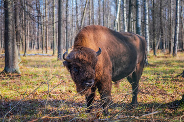 European bisons in Nature Biosphere Reserve. European bisons and wildlife