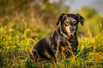 dog on grass