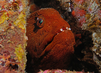 Fototapeta premium Juvenile wolf eel, Anarrhichthys ocellatus, Monterey, California, USA