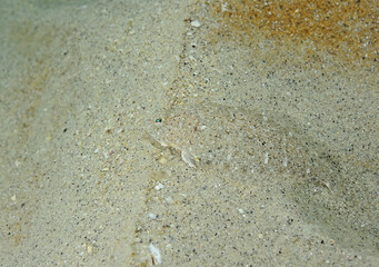 Speckled sanddab, Citharichthys stigmaeus, Monterey, California, USA