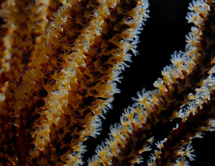 California golden gorgonian polyps, Muricea californica, Anacapa Island, Channel Islands National...