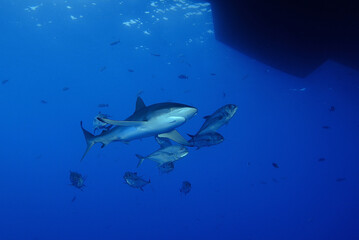 Silky shark, Carcharhinus falciformis, with bigeye trevally, Caranx sexfasciatus, under boat, Revillagigedo Islands, Socorro Island, Mexico