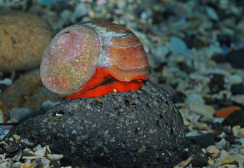 Norris top snail on rock, Norrisia norrisi,  Anacapa Island, California, USA