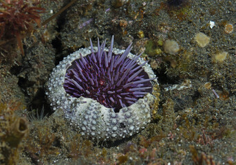 Purple urchin, Stongylocentrotus purpuratus, seeking refuge in larger test,  Anacapa Island, California, USA