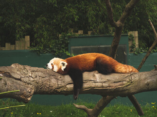 Red or lesser panda Ailurus fulgens is resting on a tree