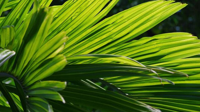 Background of tropical palm leaves swaying in the breeze with patterns forming from their shape and the way sunlight and shadow is falling on the leaves.

