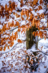 autumn leaf - close up photo