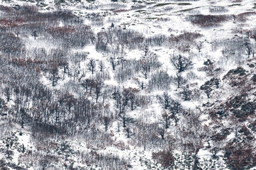 Firsts snows in the Ocejon Mountain during an Autumn day showing a pattern of trees and snow