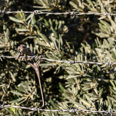 Сhameleon on barbed wire 