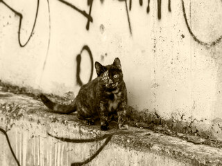 Cat in front of old wall