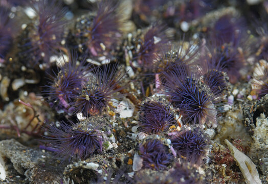 Colonial sand tube worms, Phragmatopoma californica,  Anacapa Island, California, USA