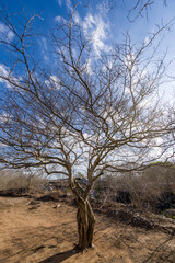 Fototapeta na wymiar Tree without foliage due to drought in the interior of Paraiba, Brazil.