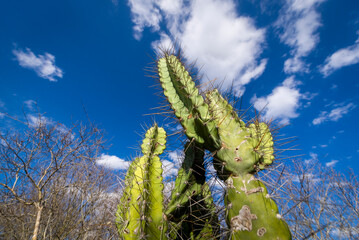 Mandacaru cactus native to the backlands of Paraiba, Brazil.
