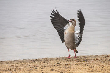 Egyptian goose (Alopochen aegyptiaca) waving its wings during an autumn day