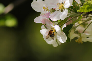 Obraz premium bee collects nectar on the flowers of white blooming apple. Anthophila, Apis mellifera