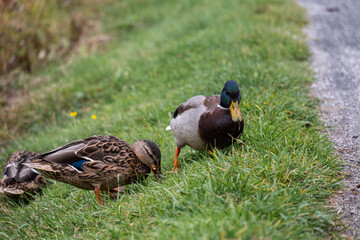 Ente und Erpel spazieren auf Wiese