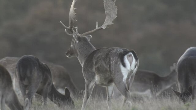 fallow deer mating season