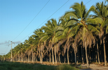 Coconut grove in Lucena, Paraiba, Brazil on August 24, 2004.