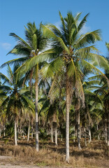 Obraz premium Coconut grove in Lucena, Paraiba, Brazil on August 24, 2004.