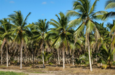 Fototapeta na wymiar Coconut grove in Lucena, Paraiba, Brazil on August 24, 2004.