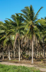 Coconut grove in Lucena, Paraiba, Brazil on August 24, 2004.