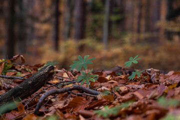 Herbstlicher Wald