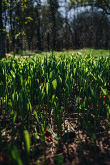 Young green small wheat or oat or rye seedlings growing on a agricultural field in spring lit by morning sun. Rows of rye sprouts growing in the soil