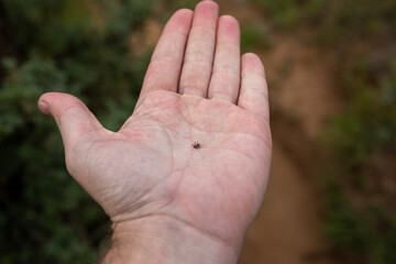 Small tick in the palm of an caucasian hand