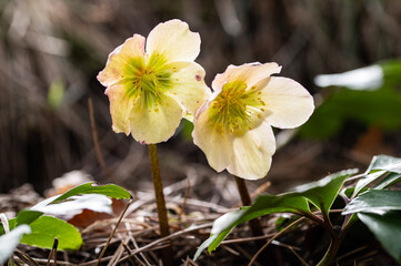 Zwei Schneerosen mit in der Sonne leuchtenden Blütenblättern