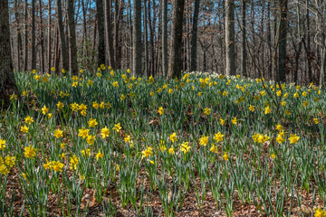 Daffodils in the woodlands