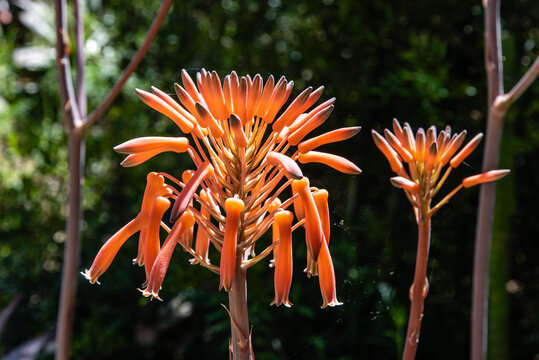 Blüte einer Aloe maculata