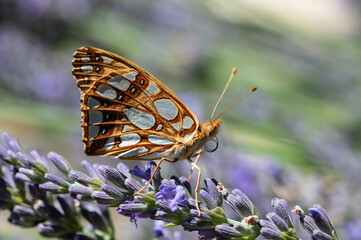 Brauner Schmetterling Nektar suchend auf Lavendelblüte