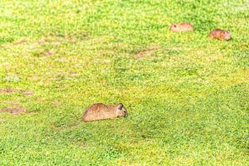Brazilian guinea pig in the grass on the shores of Lake Titicaca