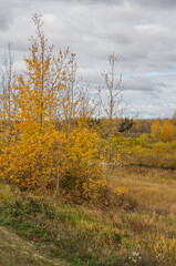 Fototapeta premium Pylypow Wetlands on a Cloudy Autumn Day