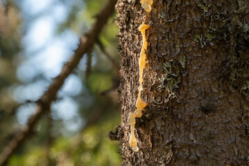 Resin on a fir trunk.