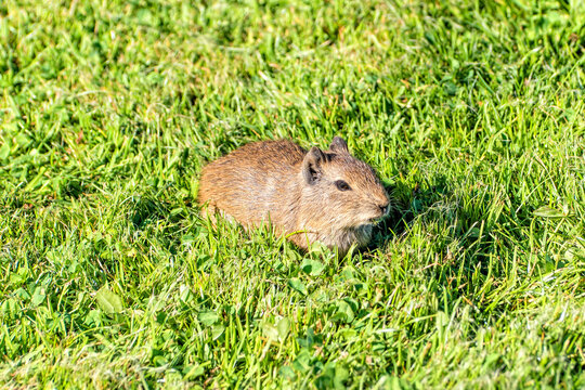 Brazilian guinea pig in the grass on the shores of Lake Titicaca