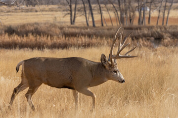 Buck Mule Deer in Autumn in Colorado