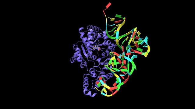 Structure of human tryptophanyl-tRNA synthetase in complex with tRNA(Trp) and tryptophan. Animated 3D cartoon and Gaussian surface models, PDB 2ake, black background.