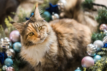 Katze im Weihnachtskranz