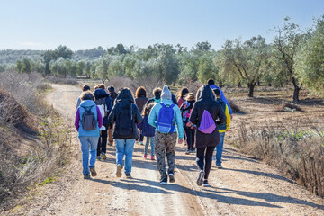 Fototapeta na wymiar A group of hikers walking between fields of olive groves