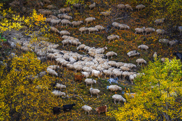 Sheep in a pasture in Tusheti